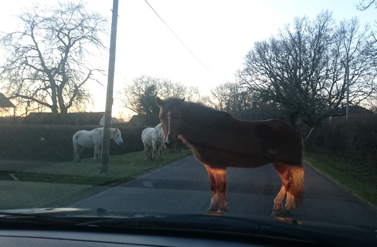 Horse in road
