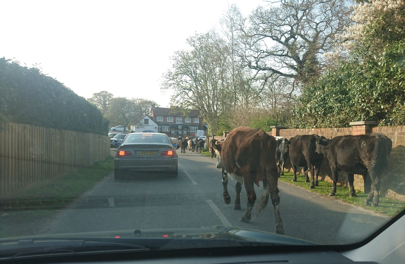 Cows in road