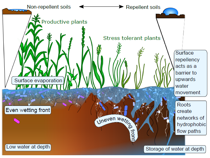 Plant and soil communities are associated with the response of soil